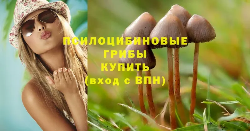 Галлюциногенные грибы Psilocybe  Долинск 